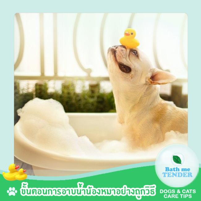 Bath me Tender อาบน้ำหมา อย่างไรให้ถูกวิธี ขั้นตอนการอาบน้ำหมา วิธีการอาบน้ำสุนัข