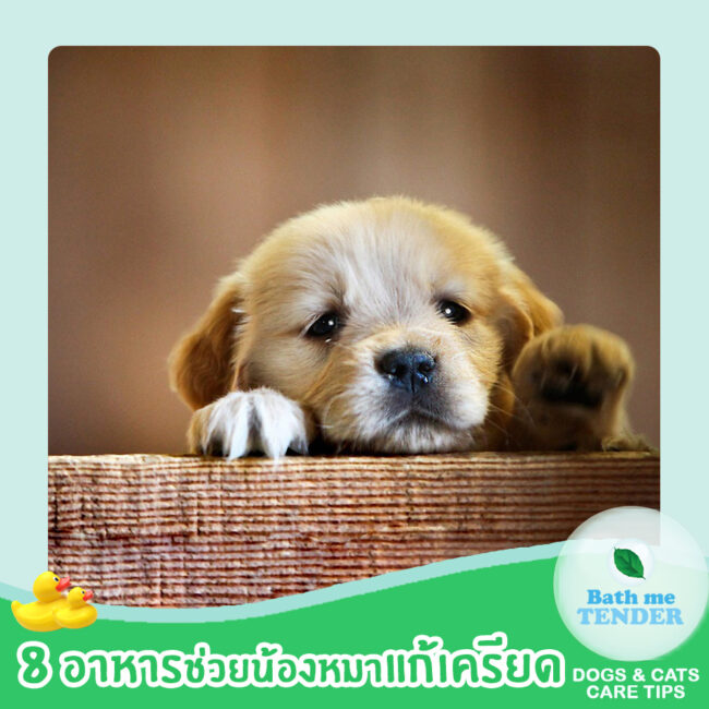 8 อาหารหมา ช่วยน้องหมาแก้เครียด