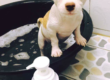 แชมพูลูกสุนัข Organic Puppy Shampoo Review - Bath me Tender - รันรี่