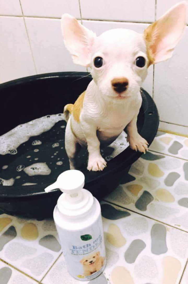 แชมพูลูกสุนัข Organic Puppy Shampoo Review - Bath me Tender - รันรี่