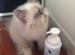รีวิว แชมพูแมว Bath me Tender customer review - organic cat shampoo - น้องเวลตี้ (2)