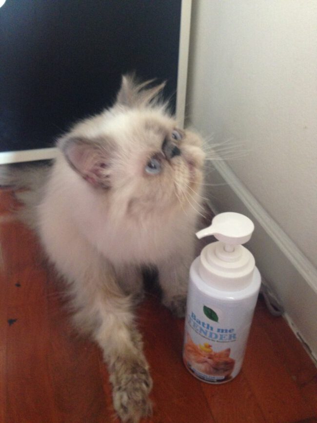 รีวิว แชมพูแมว Bath me Tender customer review – organic cat shampoo – น้องเวลตี้ (2) รีวิว แชมพูแมว Bath me Tender customer review - organic cat shampoo - น้องเวลตี้ (2)