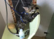 แชมพูแมว Organic cat Shampoo Review - Bath me Tender - มูมู่และมีมี่1