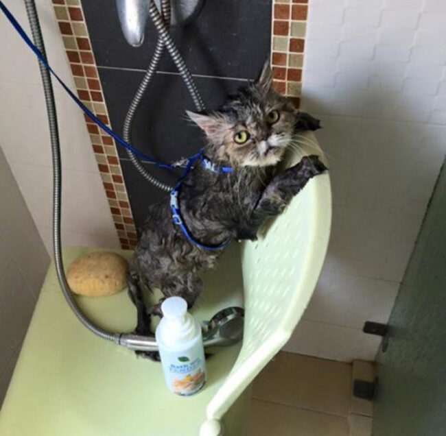 แชมพูแมว Organic cat Shampoo Review – Bath me Tender – มูมู่และมีมี่1 แชมพูแมว Organic cat Shampoo Review - Bath me Tender - มูมู่และมีมี่1