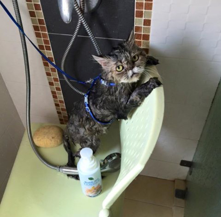 รีวิว แชมพูแมว Organic cat Shampoo Review - Bath me Tender - มูมู่และมีมี่1