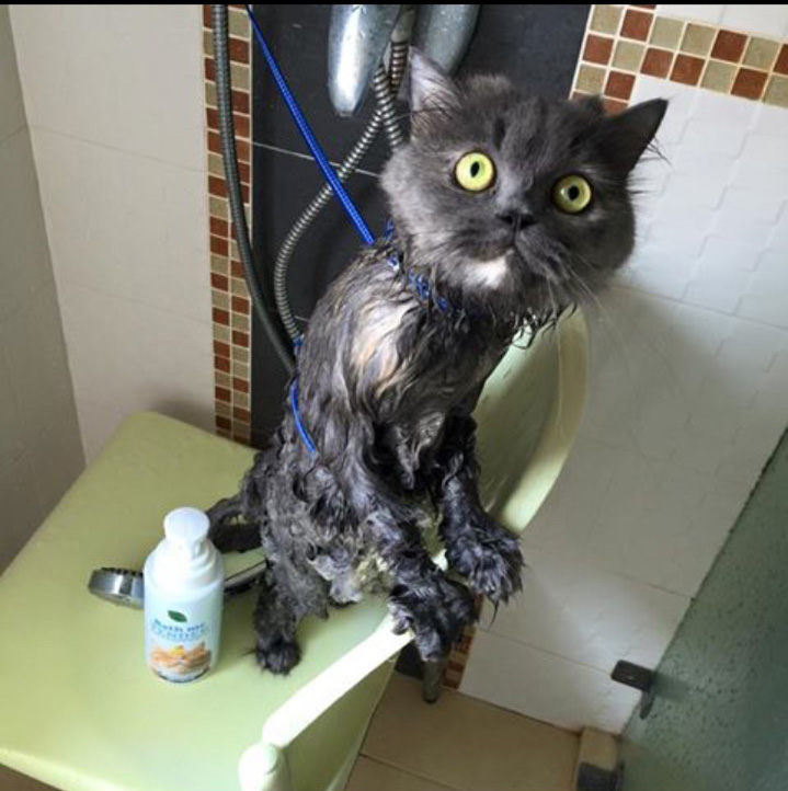 รีวิว แชมพูแมว Organic cat Shampoo Review - Bath me Tender - มูมู่และมีมี่3