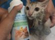 Bath me Tender Organic Cat Shampoo แชมพูแมว ออร์แกนิค ธรรมชาติ - ไข่หวาน 3