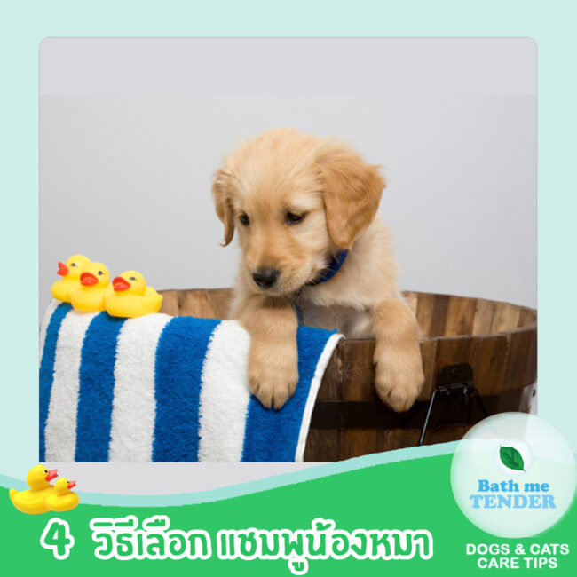 Bath me Tender - Content - 4 วิธีเลือก แชมพูหมา แชมพูสุนัข